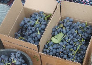 Кентаудағы шаруалар жемістерін жинай бастады