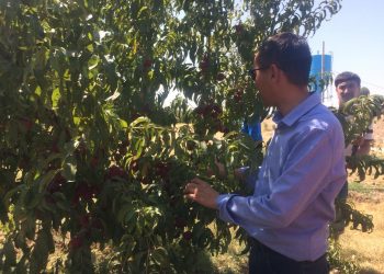 Ордабасы ауданында жас кәсіпкерлер тәжірибе алмасты