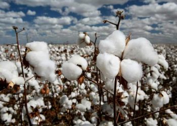 Биыл Түрікстан облысында 340 мың тонна мақта жиналмақ