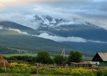 Катонқарағайды қалай сақтап қаламыз?