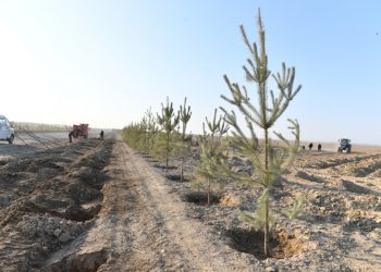 Түркістанда «Жасыл белдеуді» қалыптастыру қарқынды жүріп жатыр