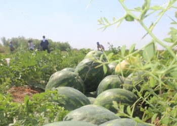 Жетісай ауданы бақша өнімдерінен үздік атанды