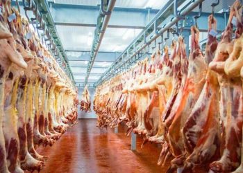 ТҮРКІСТАН ОБЛЫСЫ ЕТ ЭКСПОРТТАУДАН РЕСПУБЛИКАДА КӨШ БАСТАДЫ