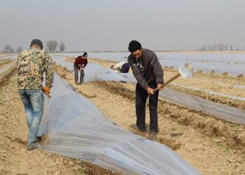 Түркістан: Жетісайда биыл 78,5 мың гектар жерге егін егілді