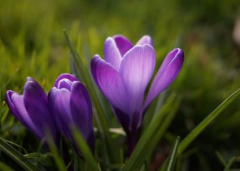 Қазақстан аумағы бойынша 2020 жылдың наурыз айына арналған ауа райы болжамы жарияланды