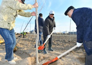Өмірзақ Шөкеев Түркістанда қалыптасқан «Жасыл белдеу» аумағында ағаш отырғызды