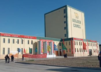 Түйе сүтін өңдеуші зауыт алғашқы өнімін экспортқа шығарды