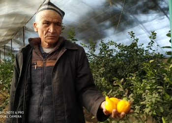 Жетісайлық шаруа лимон өсіріп, миллионер атанды