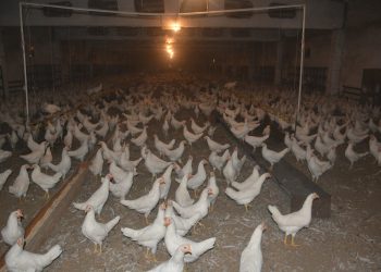 Шардарада тауық фермасы іске қосылады