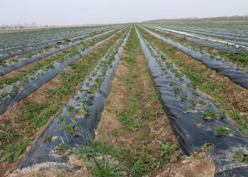 Түркістан: Сарыағаштық шаруалар құлпынай егуді бастап кетті