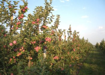 Түлкібас ауданында биыл алма бау көлемі 100 гектарға артады