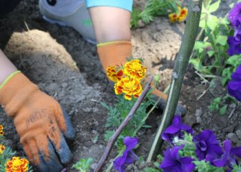 ТҮЛКІБАС АУДАНЫНДА 9 МЫҢҒА ЖУЫҚ ГҮЛ КӨШЕТТЕРІ ЕГІЛДІ