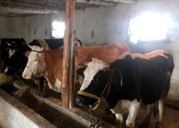 ТҮРКІСТАН: ТҮЛКІБАС АУДАНЫНДА МАЛ БОРДАҚЫЛАУ АЛАҢДАРЫНЫҢ САНЫ 117-ГЕ ЖЕТТІ