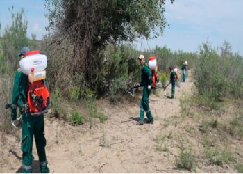 Сырдария өзені мен Көксарай су реттегішінің аймағы шіркейден залалсыздандырылуда