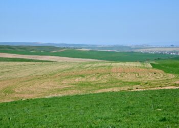 Шымкентте егістік көлемі 1000 гектарға артты