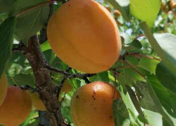 Жетісайлық бағбандар қарқынды баудың пайдасын көре бастады