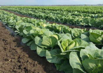 Қырыққабат дауы: Түркістан әкімдігі Терещенконың мәлімдемесіне жауап берді