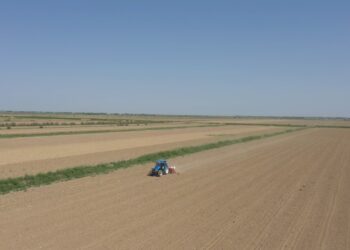 Мақтааралда өзбекстандық техникалармен шит себу басталды