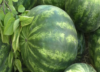 Қазақстандық алғашқы қарбыздар Ресейге жіберілді