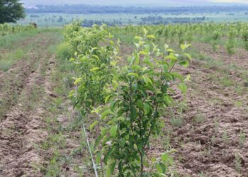 Алма бау егуге қызығушылар қатары артып келеді