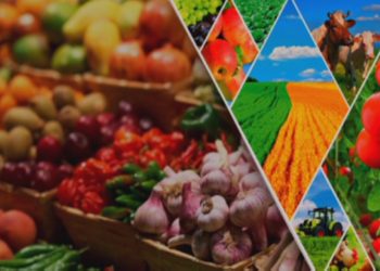 ШЫМКЕНТ: ҮШ АЙДА 4,9 МИЛЛИАРД ТЕҢГЕНІҢ АУЫЛ ШАРУАШЫЛЫҒЫ ӨНІМІ ӨНДІРІЛДІ