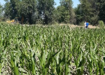 Төрткүлдегі егін шаруашылығы өнім беруде