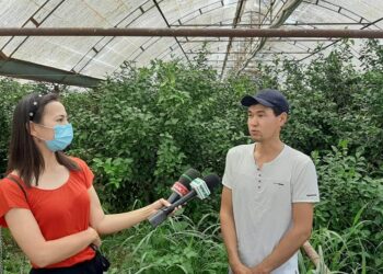 Ордабасылық шаруа тропикалық жемістерді өсіруді қолға алған