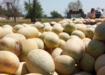 Жетісайдың қауын-қарбызы Ресейге экспортталуда