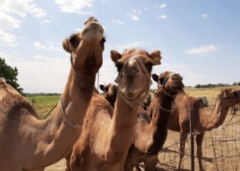 Сайрам ауданында түйе шаруашылығы қарқынды дамуда