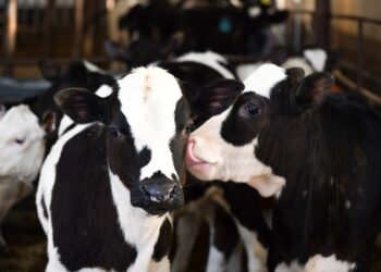 Шымкент ауыл шаруашылығы өнімінің өсімі бойынша Республикада бірінші орында