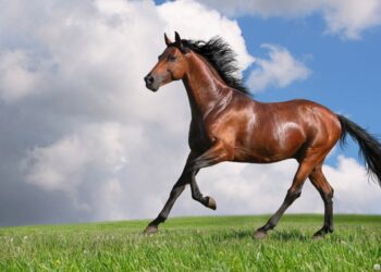 Жапония бағалы деликатес өндіру үшін Қазақстаннан жылқы етін сатып алады