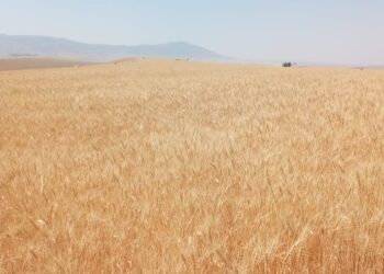 Астық ору науқаны басталды