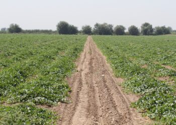 Мақтааралда зардап шеккен егістік алқаптары қайта жайқалды