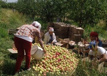 Түркістан: Түлкібас ауданында алма жинау науқаны қызу жүруде