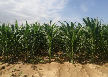 Түркістан: «Азық-түлік белдеуі»  500 адамды жұмыспен қамтиды