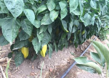 Түркістан: Сайрам ауданында100 азамат мемлекеттік грантқа ие болды