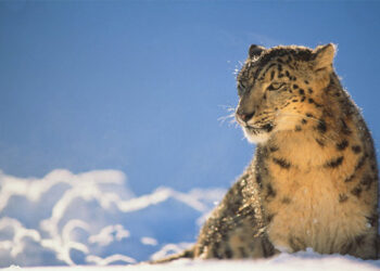 Ақсу-Жабағылыдан қар барысы бой көрсетті