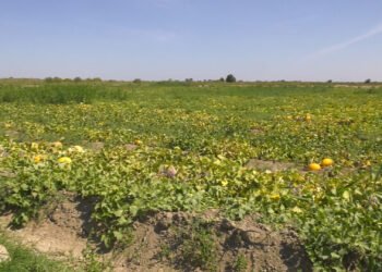 Диқандардың еңбегі еселі