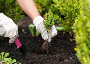 Шымкентте 800 мыңға жуық ағаш көшеттері отырғызылды