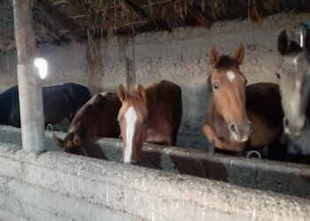 Түркістан: Бәйдібектік шаруа қожалық жылына 250 тонна ет өндіріп отыр