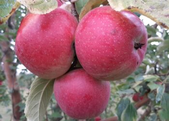 Түлкібас ауданы биыл алма өндіруден  рекордтық көрсеткішке қол жеткізбек