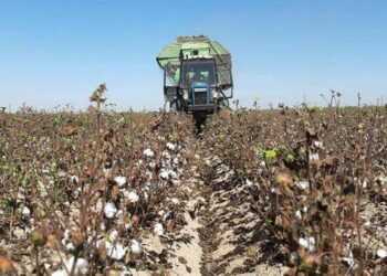 Түркістан: Жетісайда мақта терім науқаны басталды