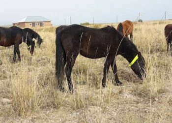 Төрт түлік малға жарық шағылыстыратын алқа тағылады