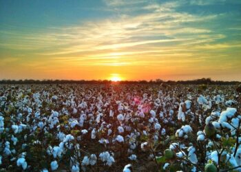 Түркістан облысында мақта терім науқаны басталды