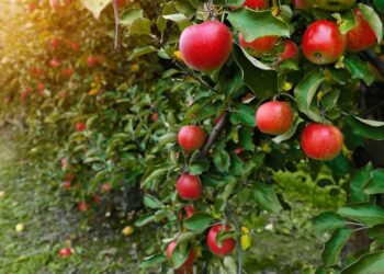 Түркістан: Сайрамда 100 гектар жерге алма бау құрылды