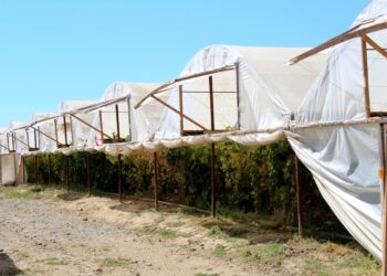 Түркістан: Ордабасы ауданында жылыжай аймағы құрылды