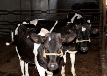 Түркістан: Ордабасы ауданы 11 мың тоннадан астам ет өндірді