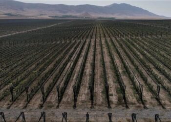 ТӨЛЕБИДЕГI «ҚАЗЫҒҰРТ БАҚТАРЫ» ӨНДІРІСТІК КООПЕРАТИВI ҚАРҚЫНДЫ БАУДЫ 350 ГЕКТАРҒА ДЕЙІН ҰЛҒАЙТПАҚ