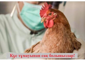 ҚҰС ТҰМАУЫНАН САҚ БОЛЫҢЫЗДАР!