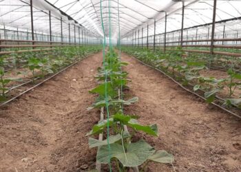 Бәйдібек ауданында биыл жылына 800 тонна өнім өндіретін жылыжай кешені ашылады